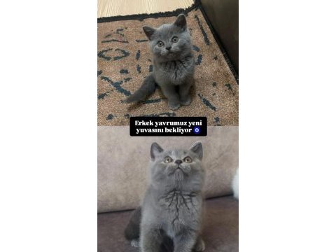2 aylık 1 erkek ve 1 dişi kedimiz