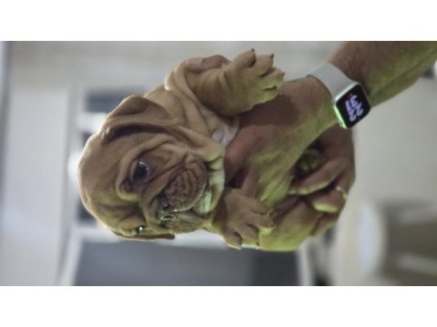 Sevimli ingiliz bulldog egzotik