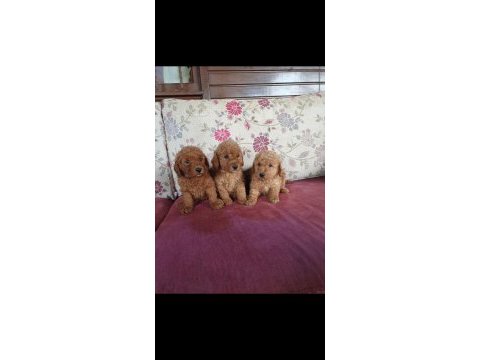 Toy poodle bebekler
