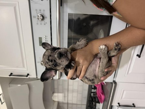 Black merle erkek french bulldog