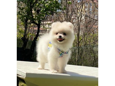Pomeranian boo yavrular