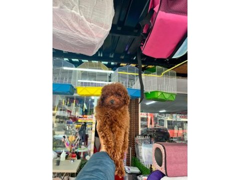 Toy poodle yavrular