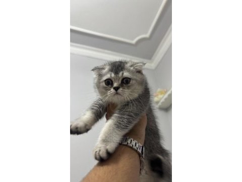 75 günlük scottish fold oğlumuz yeni yuvasını arıyor