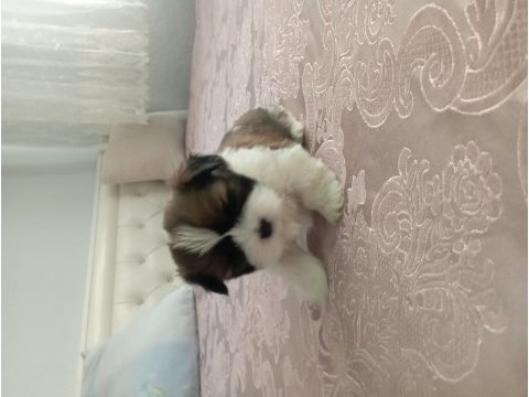Shih tzu 0 numara erkek yavru