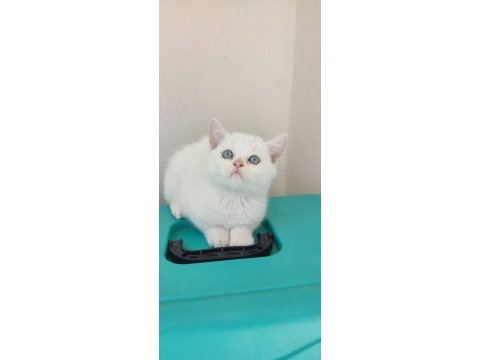 British shorthair beyaz miniklerr