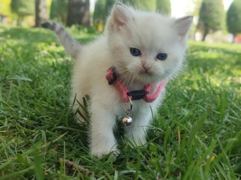 Full şecereli british shorthair ny 1133 dişi erkek yavru