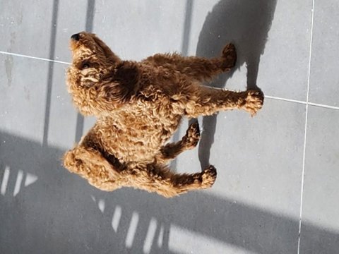 Safkan medium poodle yavru 4 aylık sağlıklı oyuncu