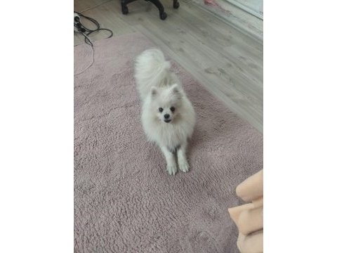 Pomeranian boo 1 yaşında