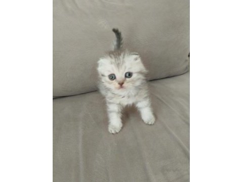 Harika show scottish fold yavrular