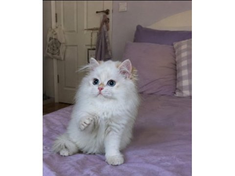Safkan british longhair golden point erkek yavru