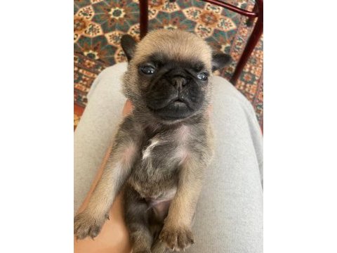 Pug mops 4 erkek