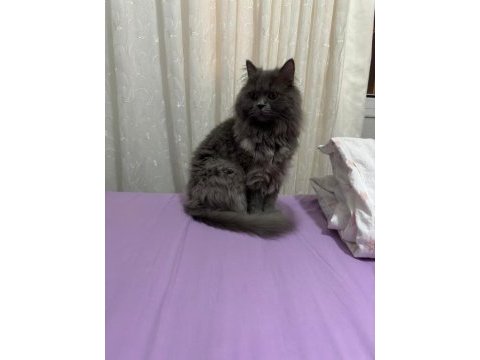 Tüm aşıları ve cipli british shorthair