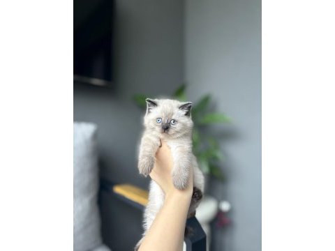 Baby face brıtısh shorthair yavrularım 