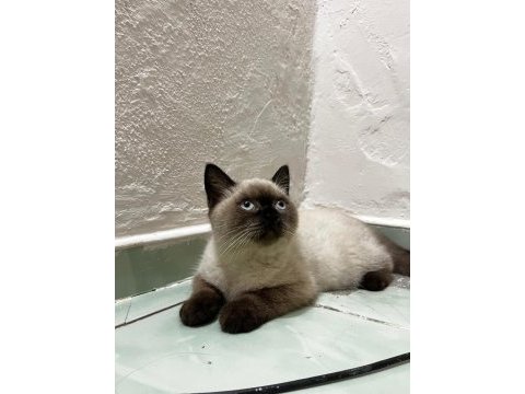 British shorthair blue point