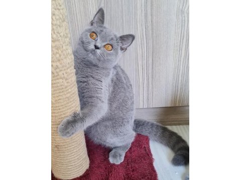 British shorthair yavrular