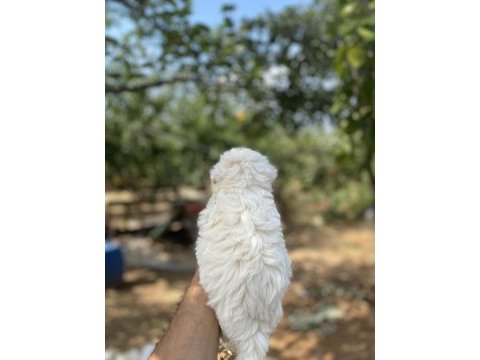 Irk ve sağlık garantili kar beyaz maltese bebekler