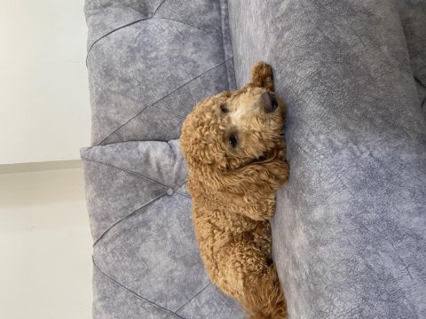 Kaliteli ırk garantili toy poodle