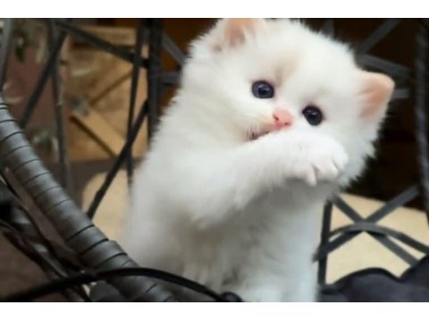 Şampiyon soyundan gelen safkan ragdoll yavruları