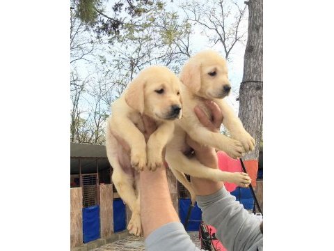 Efsane şampanya labradorlar, ruhsatlı çiftlik
