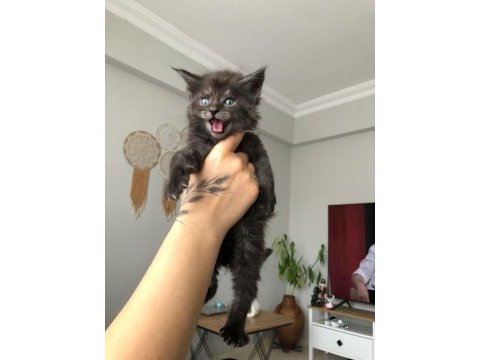 Safkan maine coon yavruları