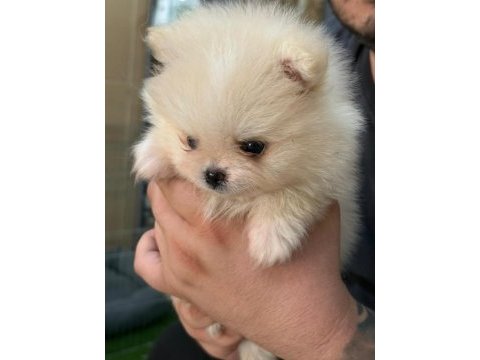 Manisa pomeranian erkek yavrular teddy bear