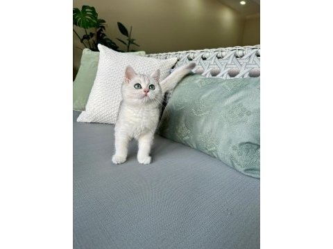 Muhteşem safkan british shorthair çocuklar