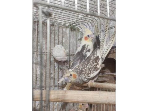 10 numara bakıcı takım sultan papağanı