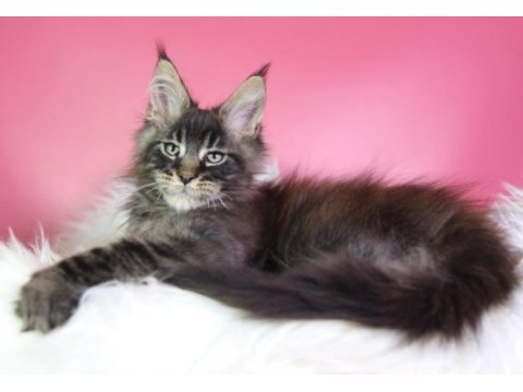 Üst kaliteli maine coon erkek orman rengi