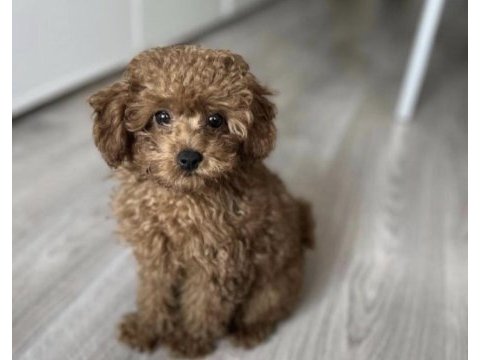 Toy poodle yavrumuz