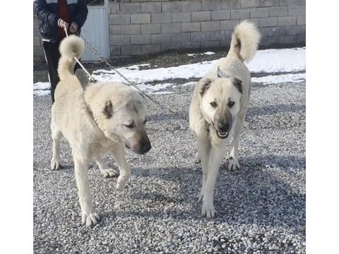 Yetişkin safkan orjinal kangallar