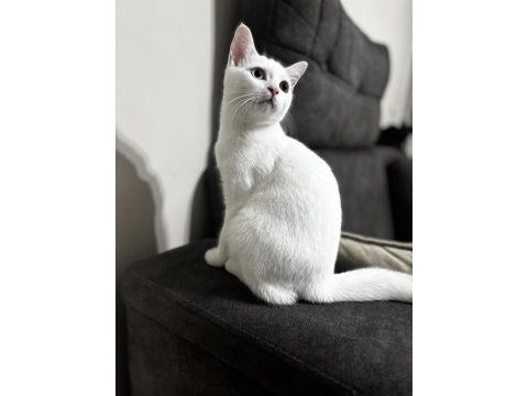 4 aylık british shorthair odd eye