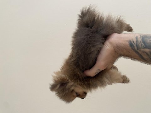 Yavru pomeranian