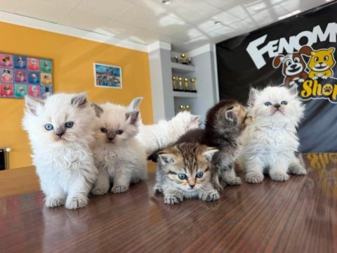Kedi dünyasından renk renk brıtısh yavrular ankara