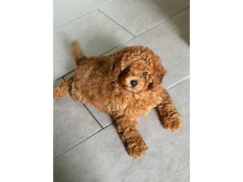 Çok sevimli ve oyuncu toy poodle yavrumuz