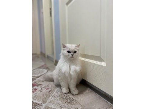 3 yaşında dişi british longhair