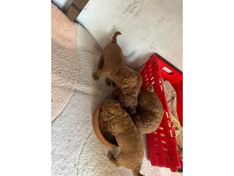 Kore red toy poodle