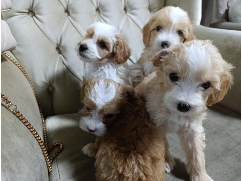 Sevimli maltipoo bebekler