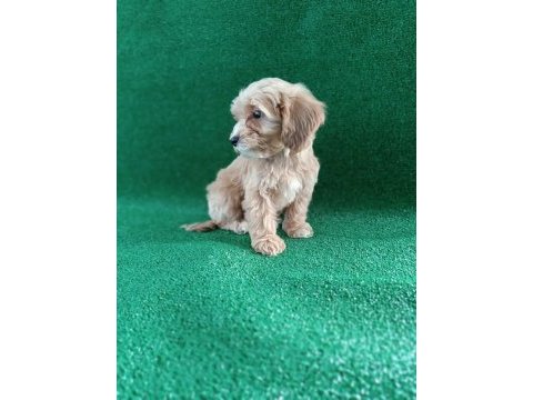 Maltipoo dişi erkek
