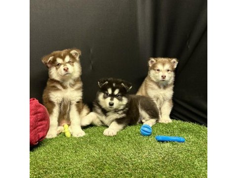 Kutuplardan esen soğuk güzellik alaskan malamute