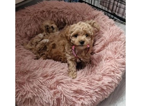 Sizi kendine aşık edecek bir maltipoo arkadaş arıyorsunuz