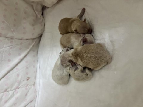 5 erkek pomeranian yavrular