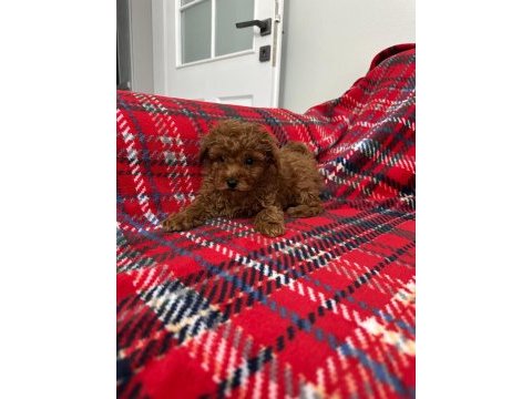 Orijinal toy poodle yavrular sakarya