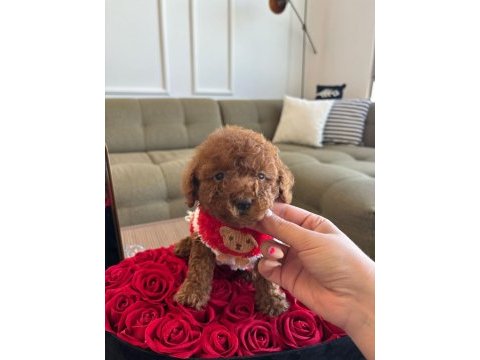 Tatlı poodle kızım hera