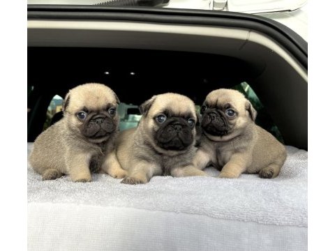 Denizli pug yavrular ırk ve sağlık garantili