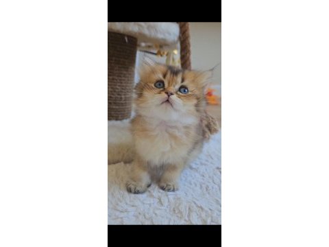 Yumuşacık british longhair bebeklerim