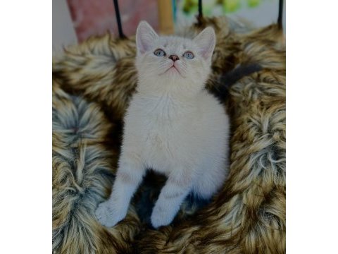 British shorthair yavru kedimiz
