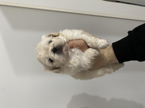 Pekinez köpeğimiz