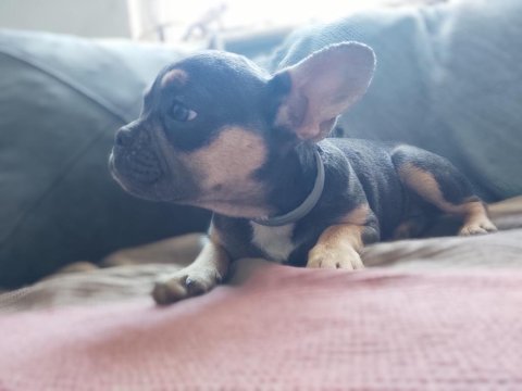 Blue tan french bulldog choco taşıyıcı dişi ve erkek 5 aylık