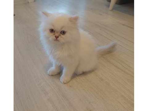 British longhair erkek kedimiz