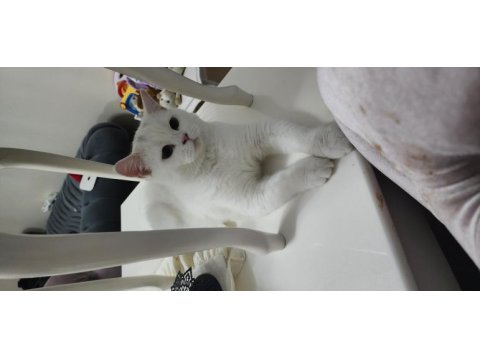 8 aylık british shorthair sahiplendirme istanbul